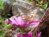 Belle_dame_Vanessa_cardui_Figanieres_020503-4 