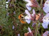 Bombus_agrorum_Figanieres_020503 