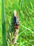 Cantharis_rustica_Muret_250404 