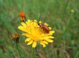 ColeoptereFiganieres020503 