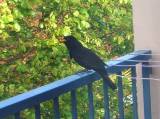 MerleNoir_Turdus_merula_Toulouse250403