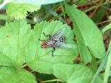 MoucheBacGaronne080603 