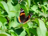 Vulcain_Vanessa_atalanta_Jolimont_240404