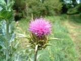 ChardonBacGaronne080603 
