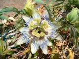 FleurdelaPassion0703 