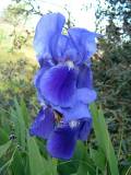 IrisAutoroute210403 