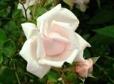 JardinMartels260502-01 