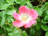 JardinMartels260502-02 