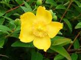 JardinMartels260502-04 