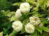 JardinMartels260502-07 