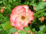 JardinMartels260502-09 