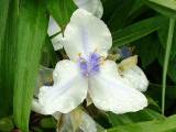 JardinMartels260502-11 