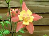 JardinMartels260502-12 